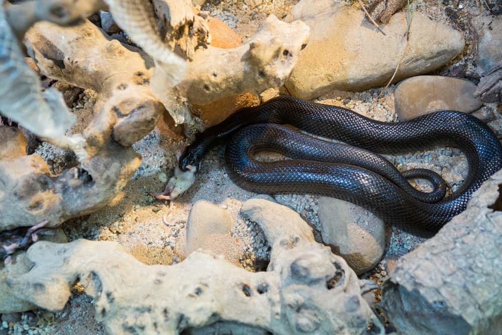 Snake protecting his eggs in sand