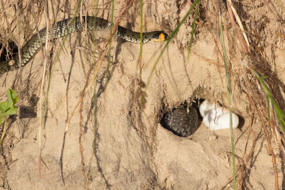 snake eggs in sand with snake