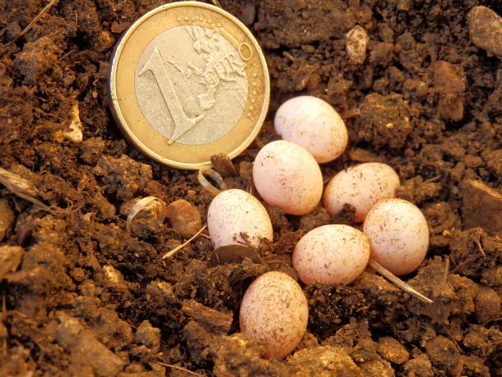 snake eggs next to € coin
