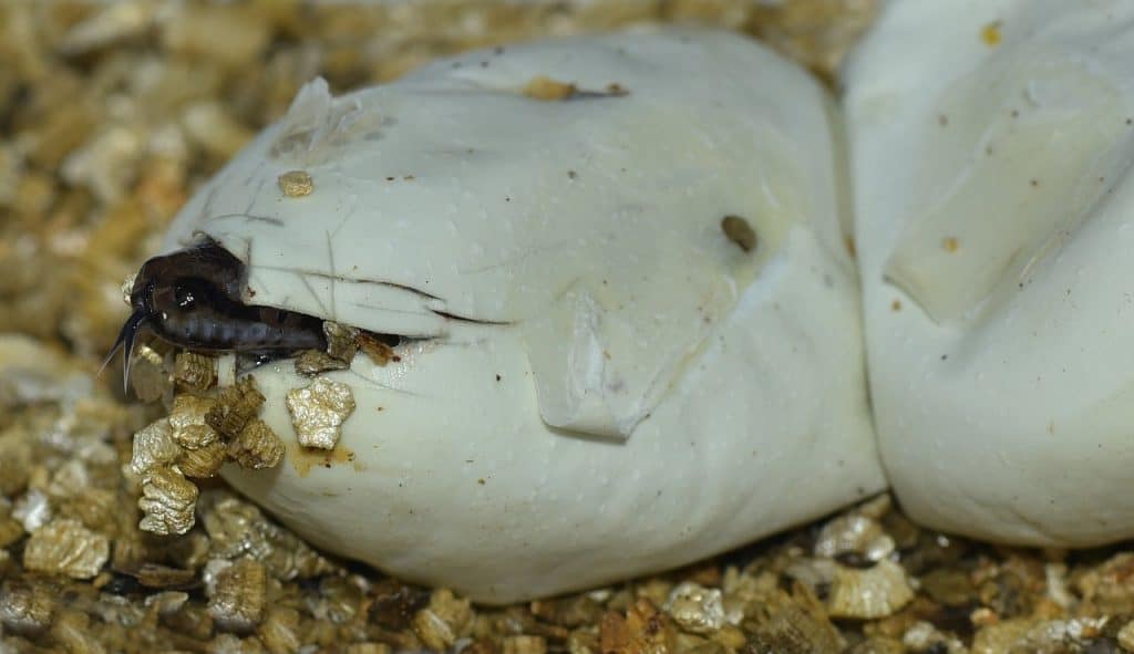 snake hatching from egg