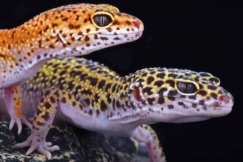 Leopard geckos (Eublepharis macularius)
