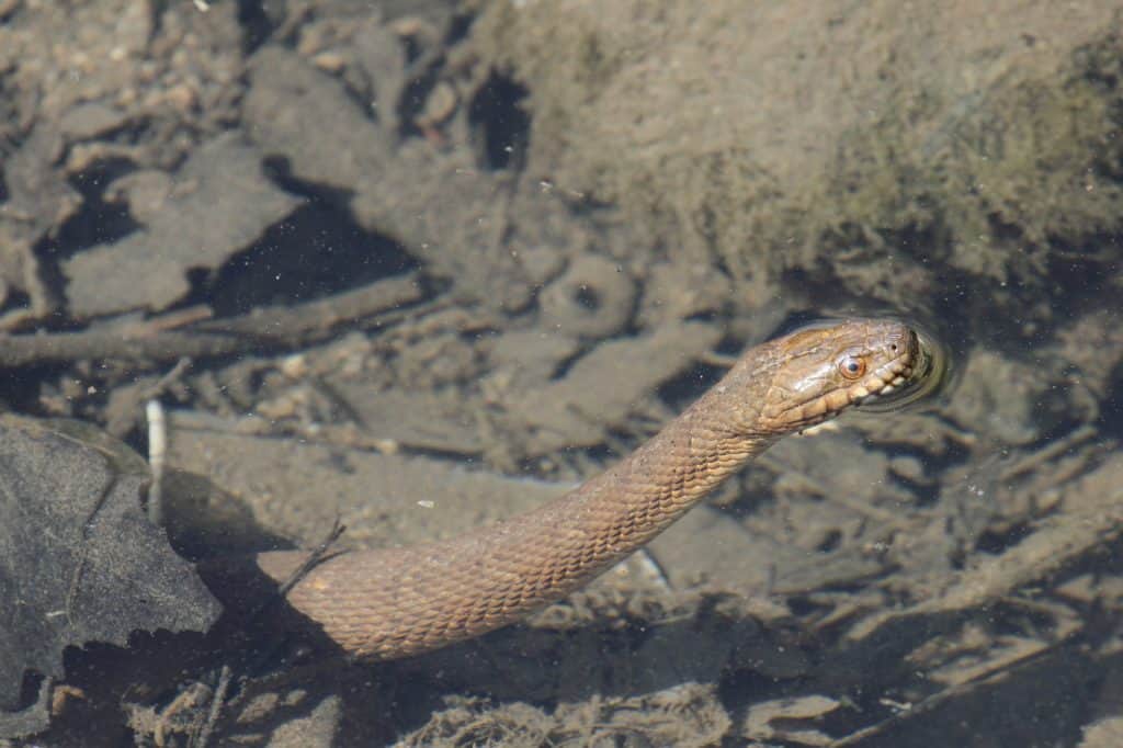 water snake 