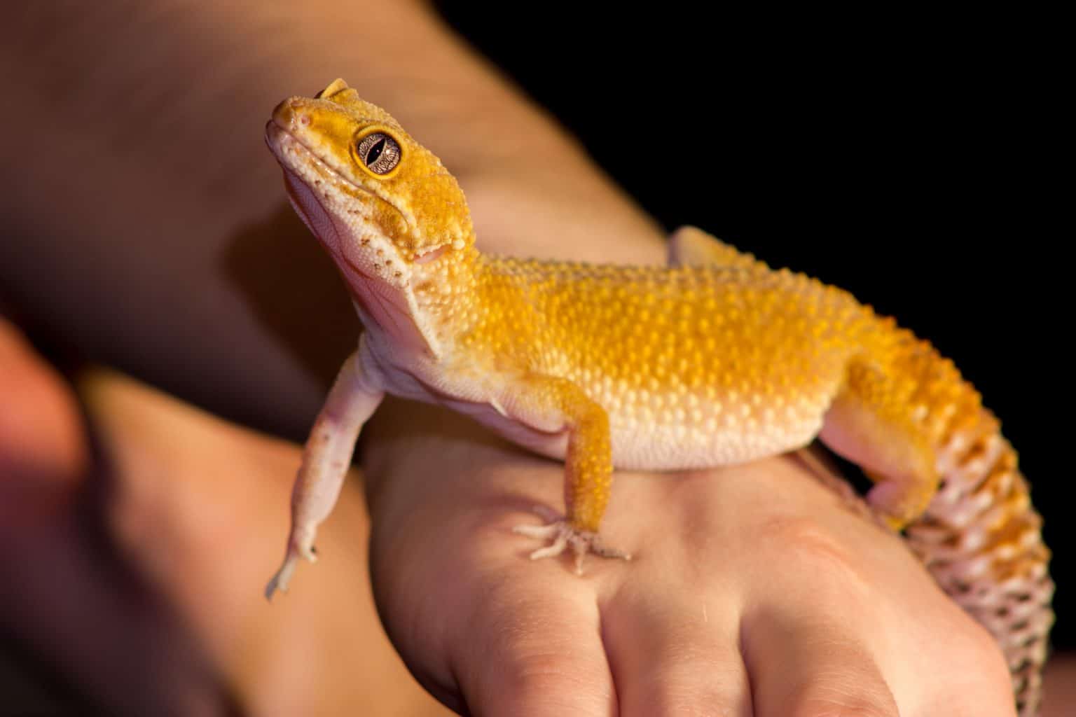 Leopard Gecko Morphs [the Ultimate Guide] Reptile.Guide