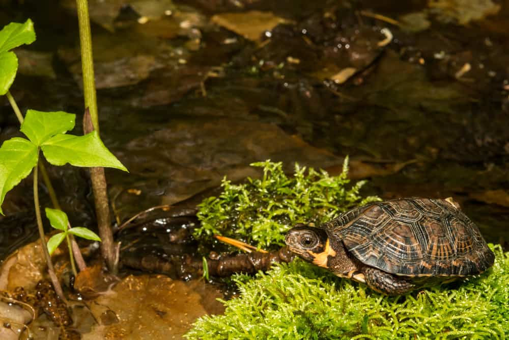 Bog Turtle Glyptemys muhlenbergii