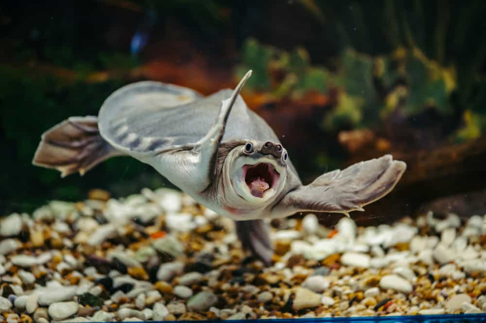 gris-nosed skilpadde (Carettochelys insculpta) 