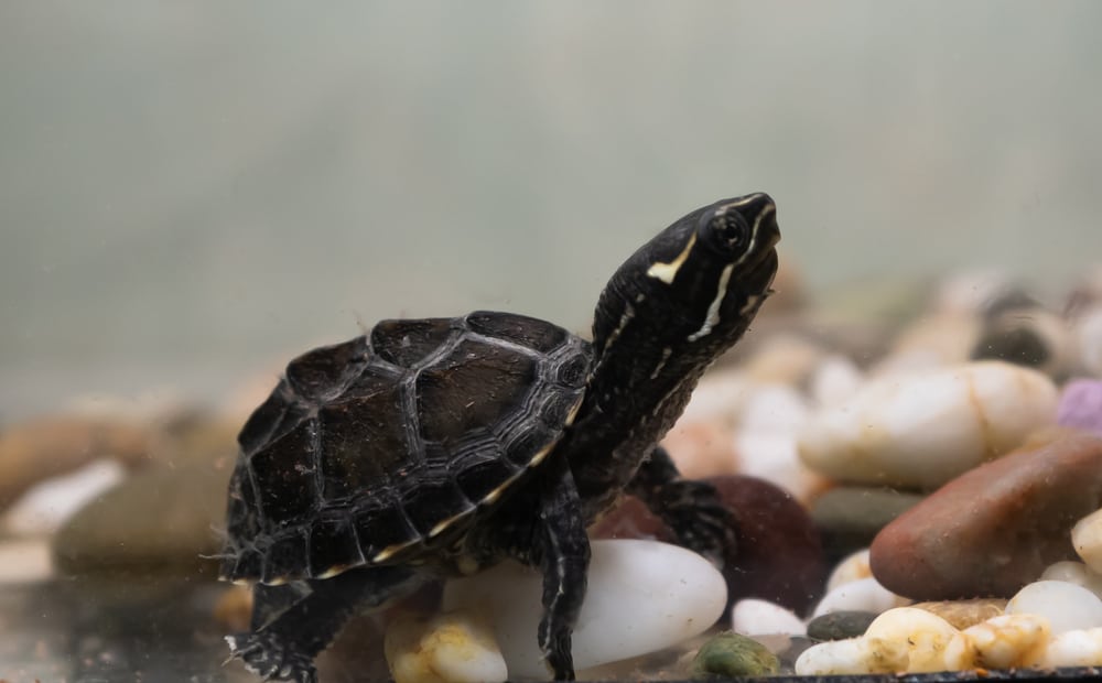 Common must turtle sternotherus odoratus