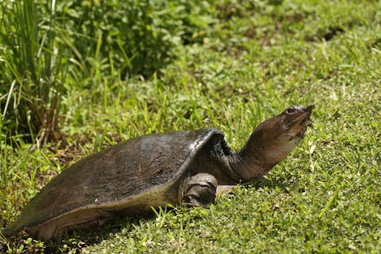 Turtle Identification: What Kind of Turtle Do I Have?