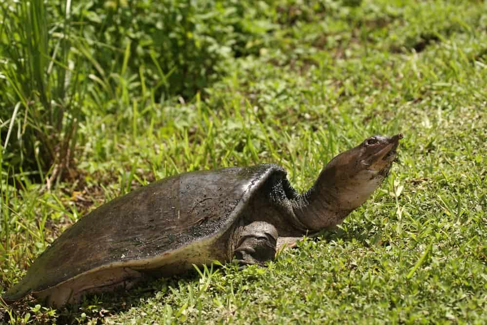 Florida softshell turtle apalone