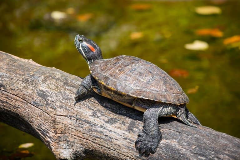 Turtle Identification: What Kind of Turtle Do I Have?