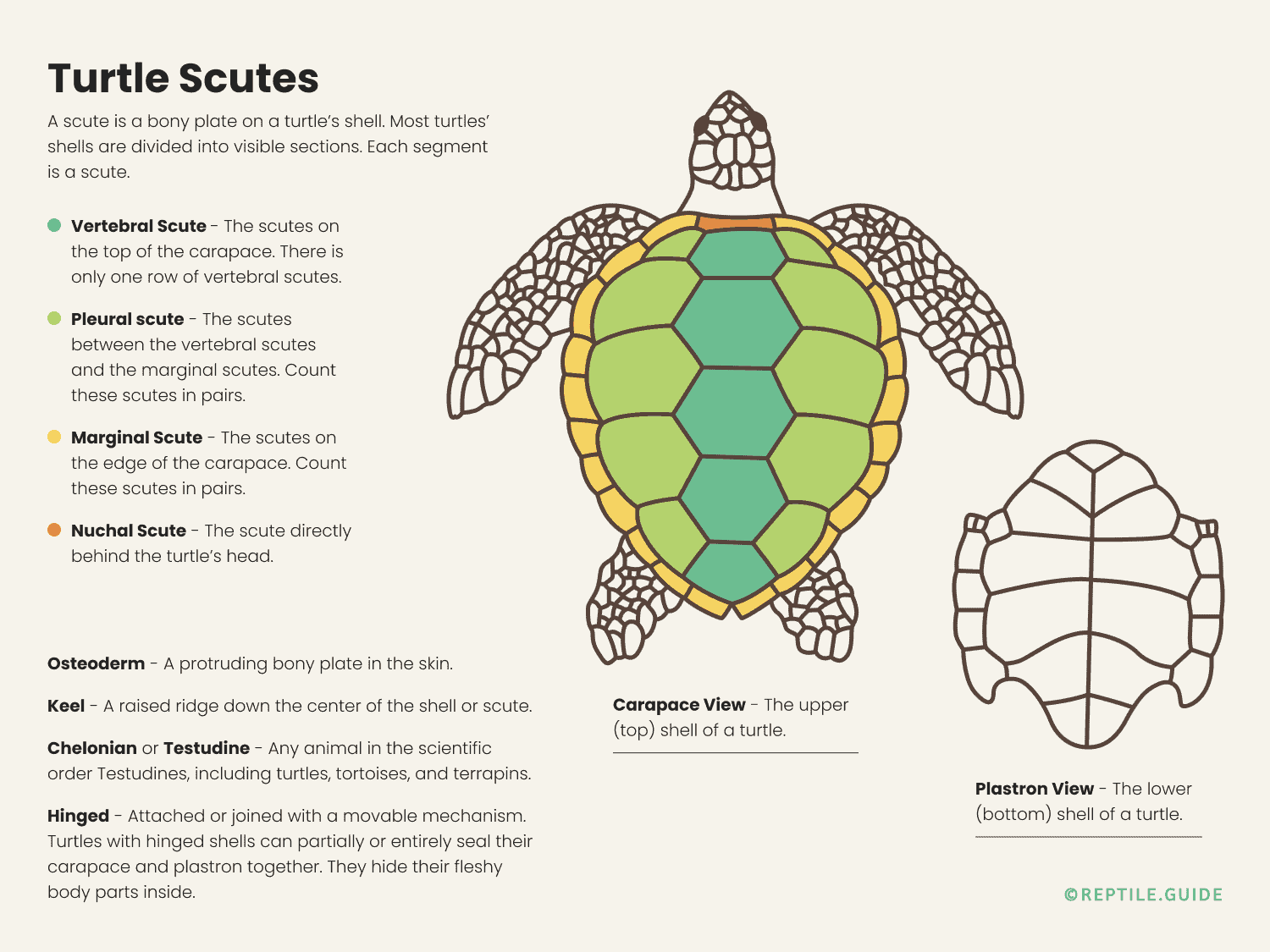 Turtle Shell Identification