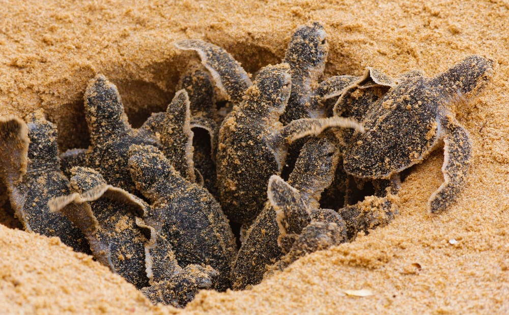  baba tengeri teknős keltetés. Egy napos tengeri teknősök Hikkaduwában a teknősfarmban., Srí Lanka . Loggerhead baba tengeri teknős