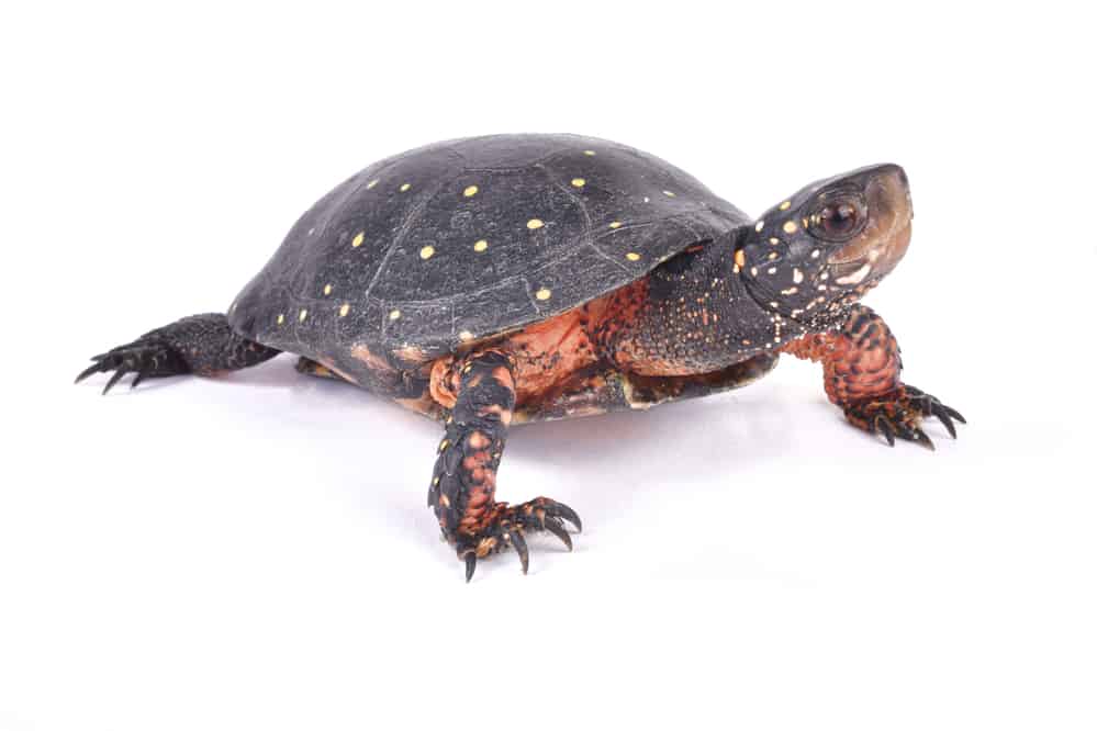 Spotted turtle Clemmys guttata