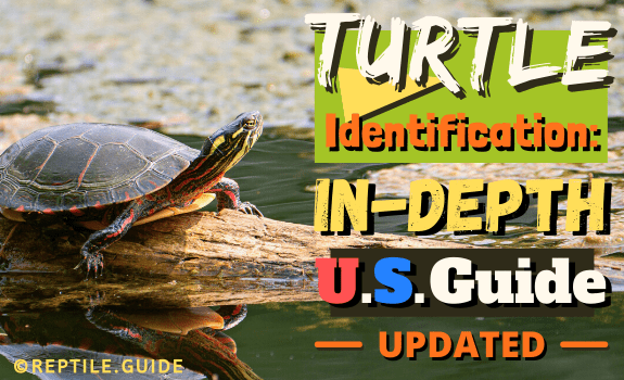featured image for the article on U.S. turtle identification