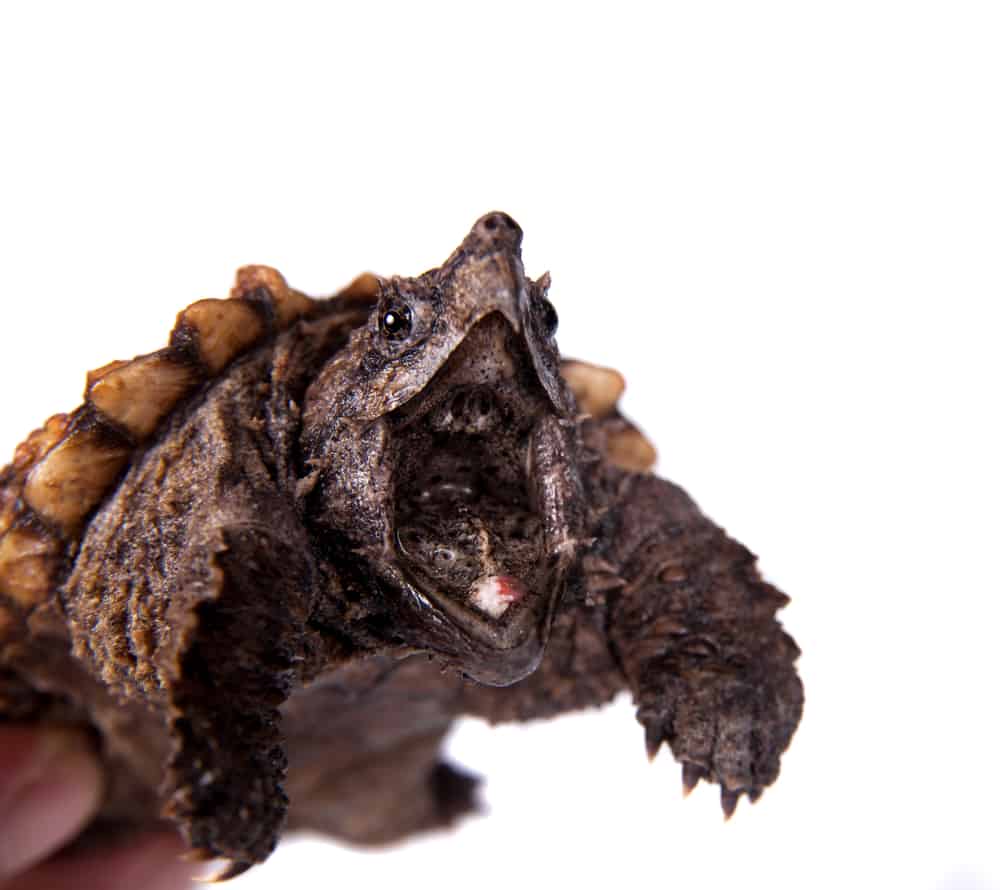 Alligator snapping turtle on white