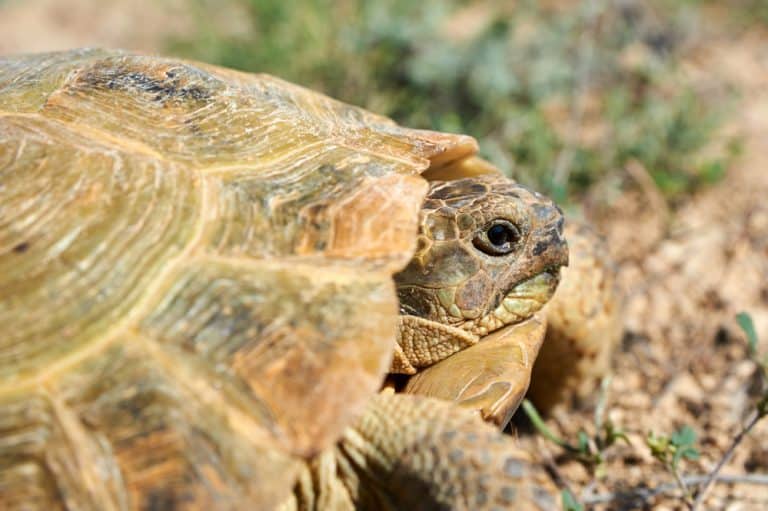 Turtle Identification: What Kind Of Turtle Do I Have?