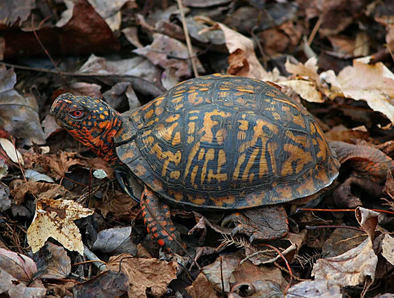 Turtle Identification: What Kind of Turtle Do I Have?