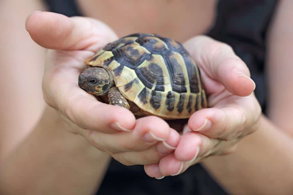 broască țestoasă în palmă