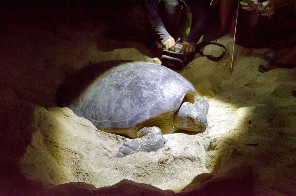 Turtle hatchery på Selingan island