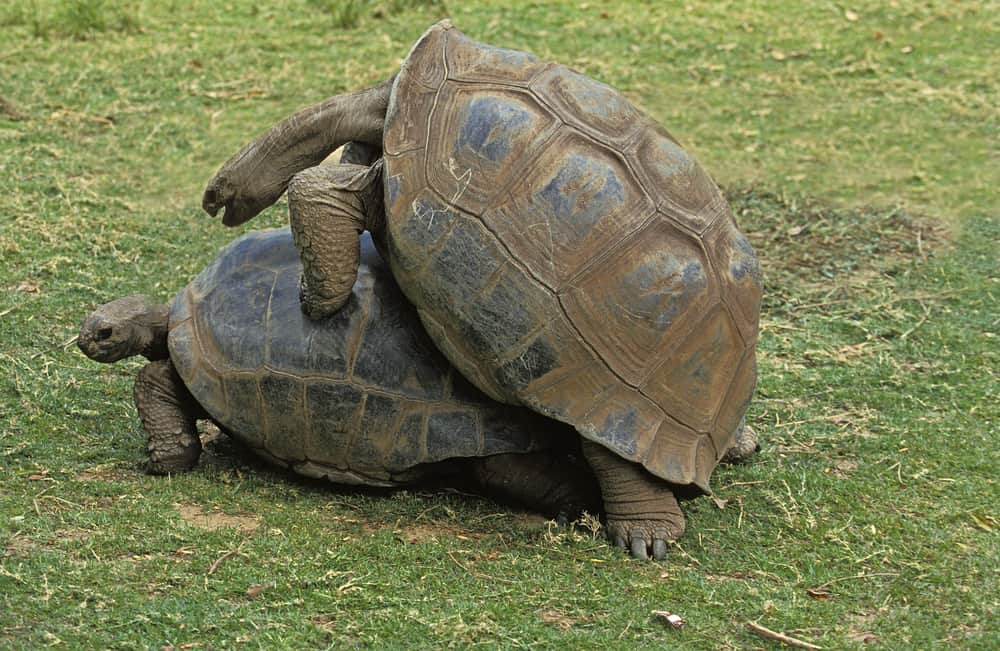 broaște țestoase de împerechere în Madagascar 