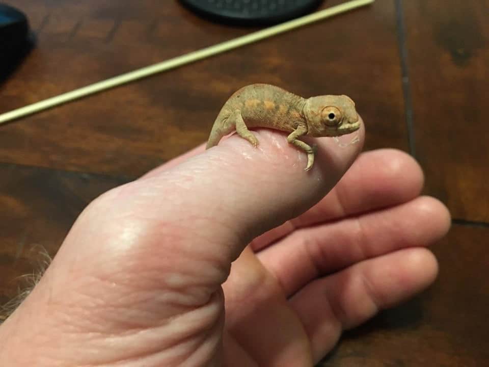 Baby Panther Chameleon on hand