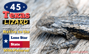 45 Texas Lizards That Are Native To The Lone Star State