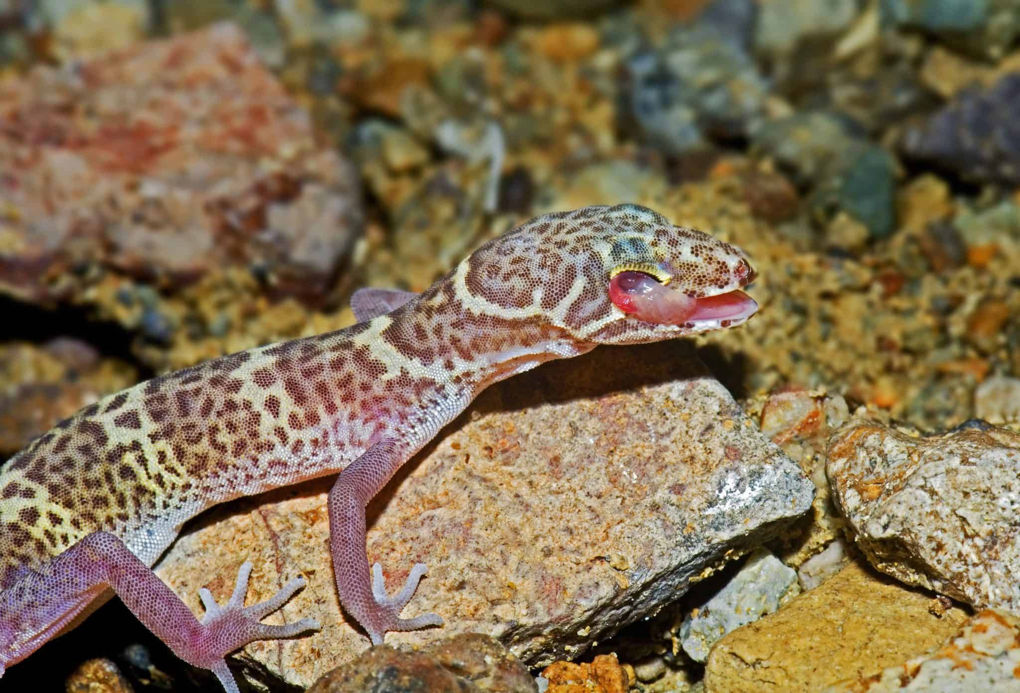 45 Texas Lizards That Are Native to the Lone Star State