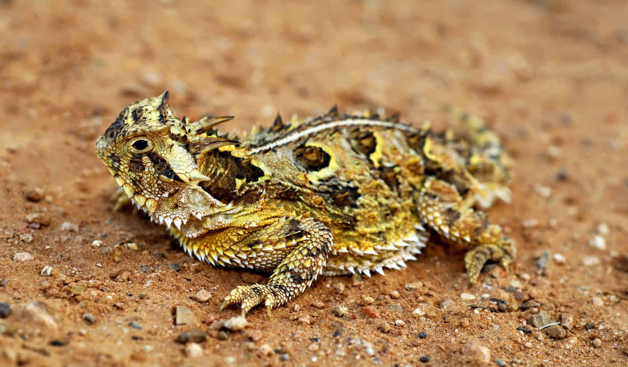 45 Texas Lizards That Are Native to the Lone Star State