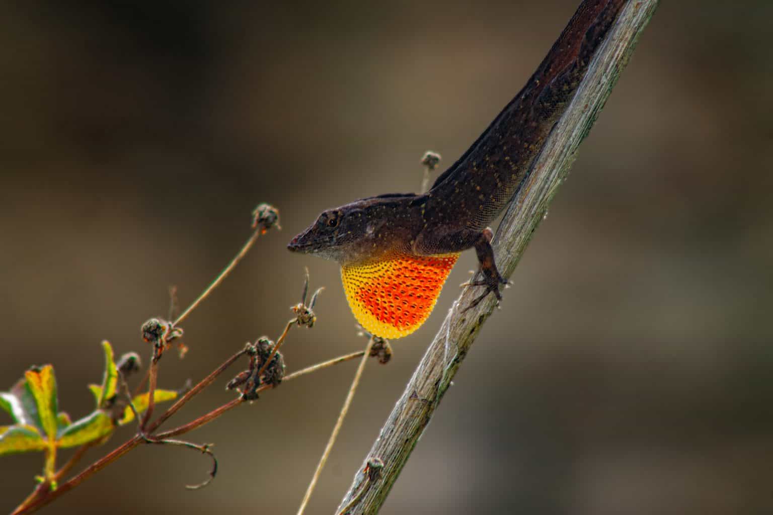 45 Texas Lizards That Are Native to the Lone Star State
