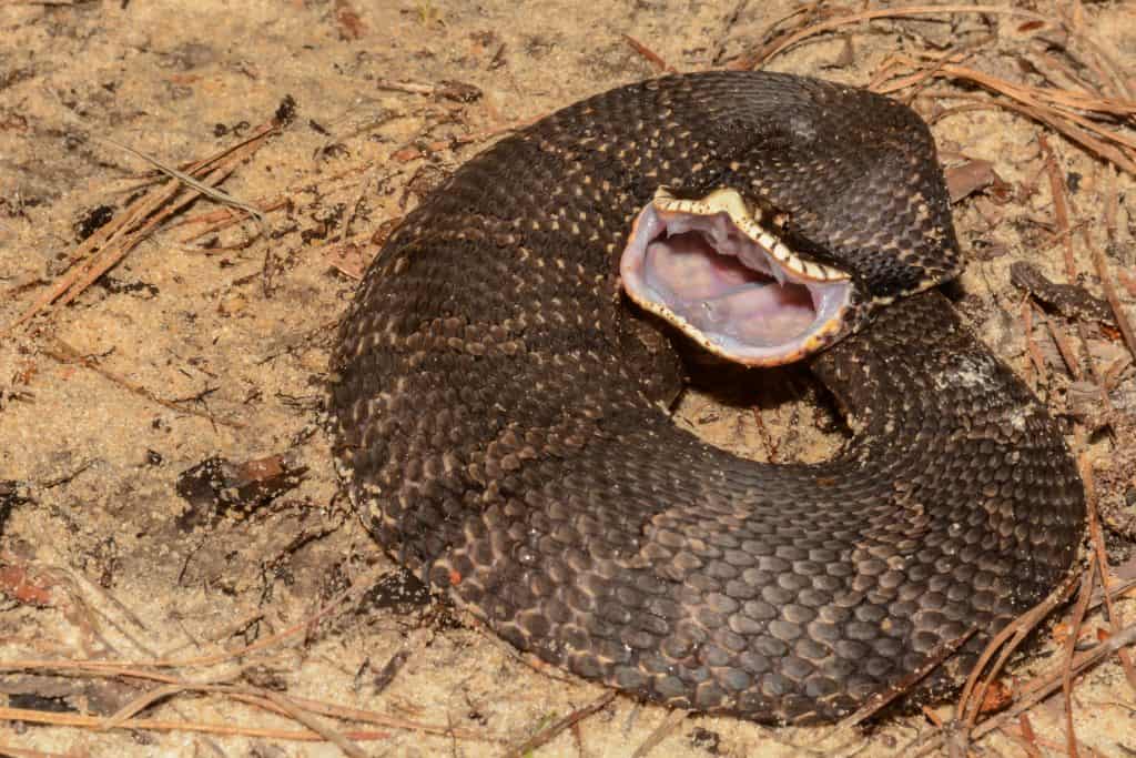 An Eastern Hognose Snake