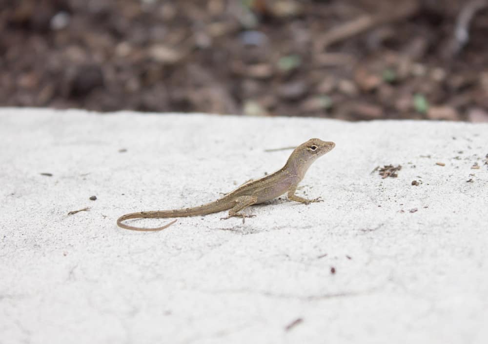 Anolis carolinensis carolina anole