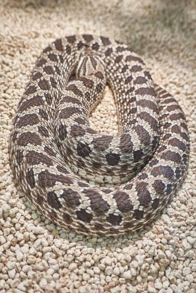 Hognose snake playing dead, He's so convincing that he even…