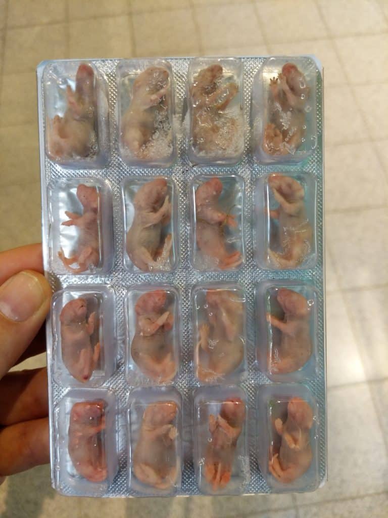 Blister pack of white frozen dead feeder mice, new born naked pups