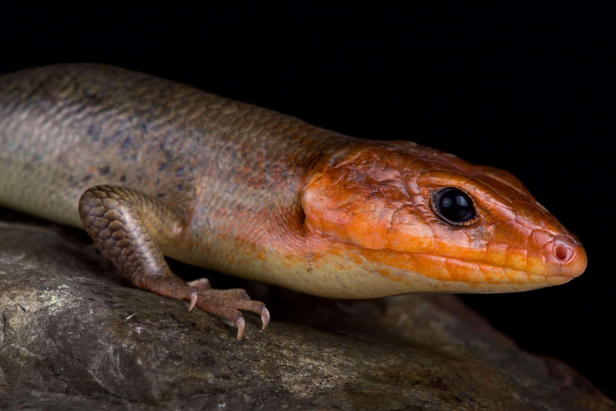 45 Texas Lizards That Are Native to the Lone Star State