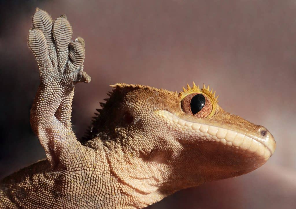 Caledonian crested gecko on a glass