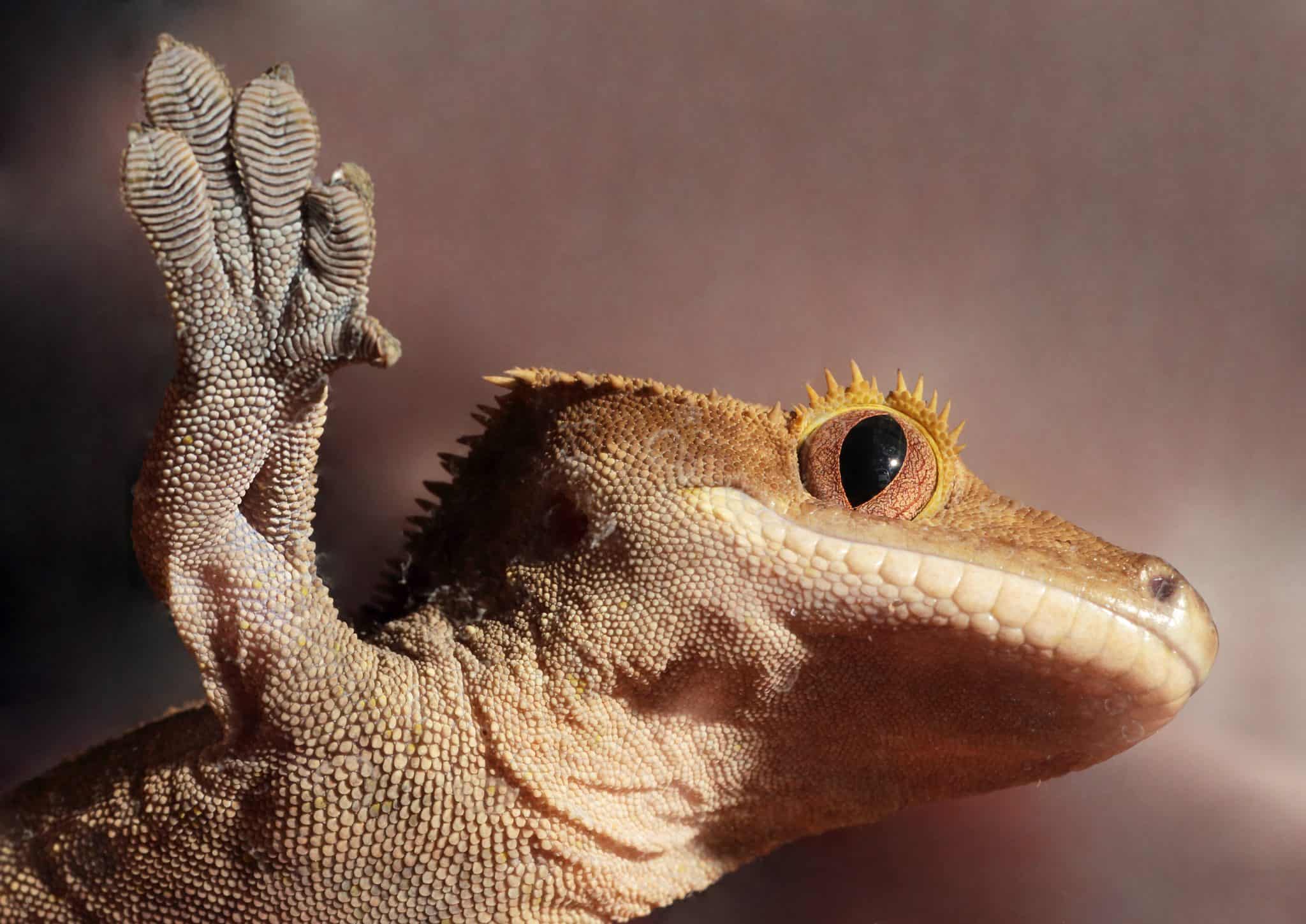 Caledonian Crested Gecko On A Glass 2048x1449 