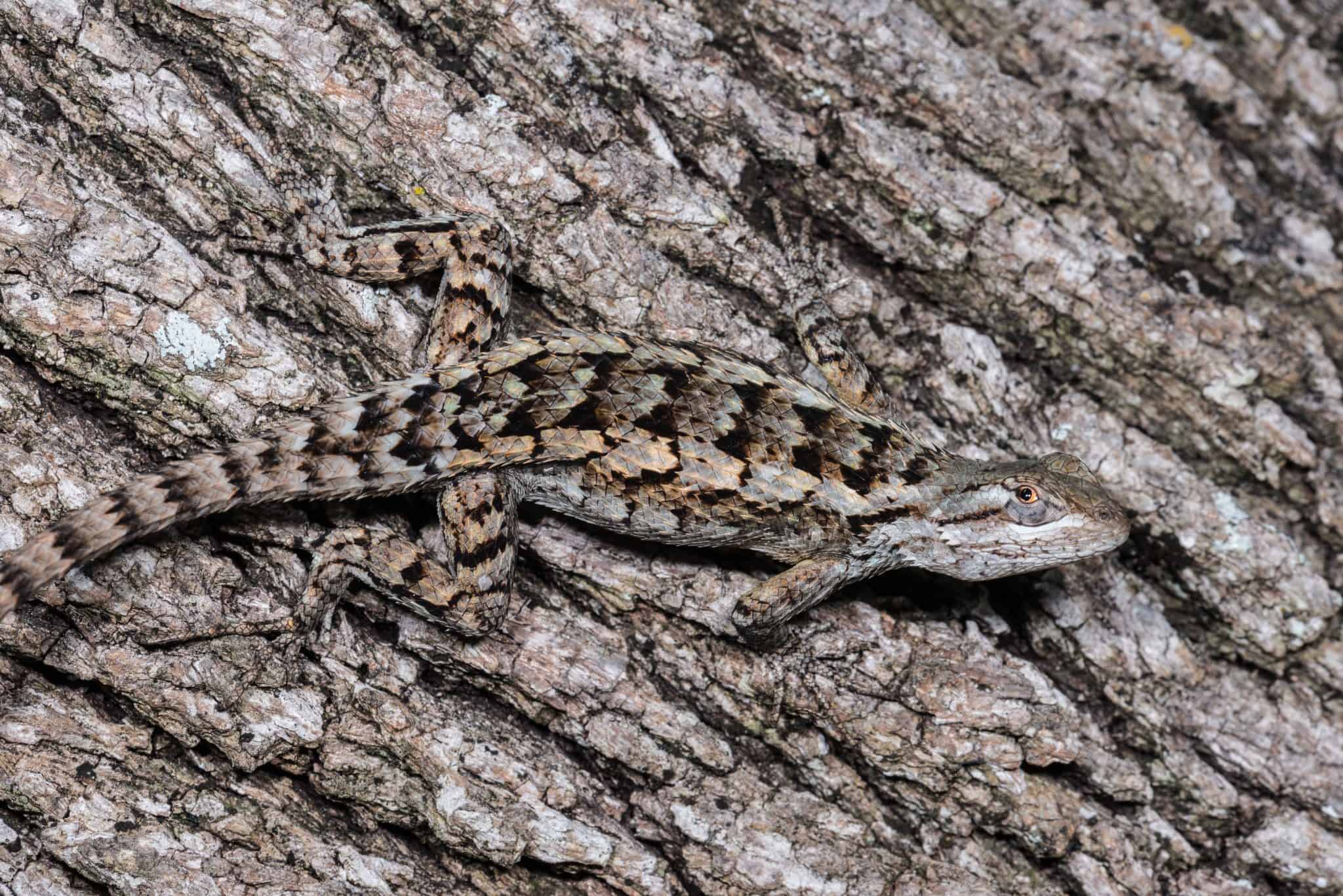 45 Texas Lizards That Are Native to the Lone Star State