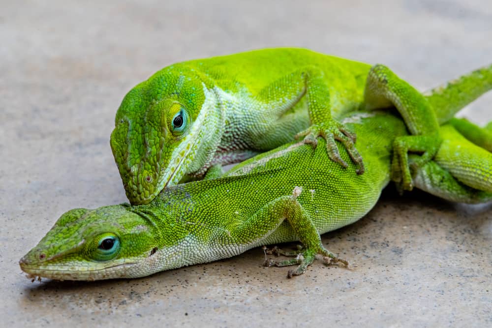 Carolina Anole, or green lizards, mating