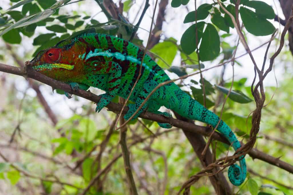 chameleon on branch