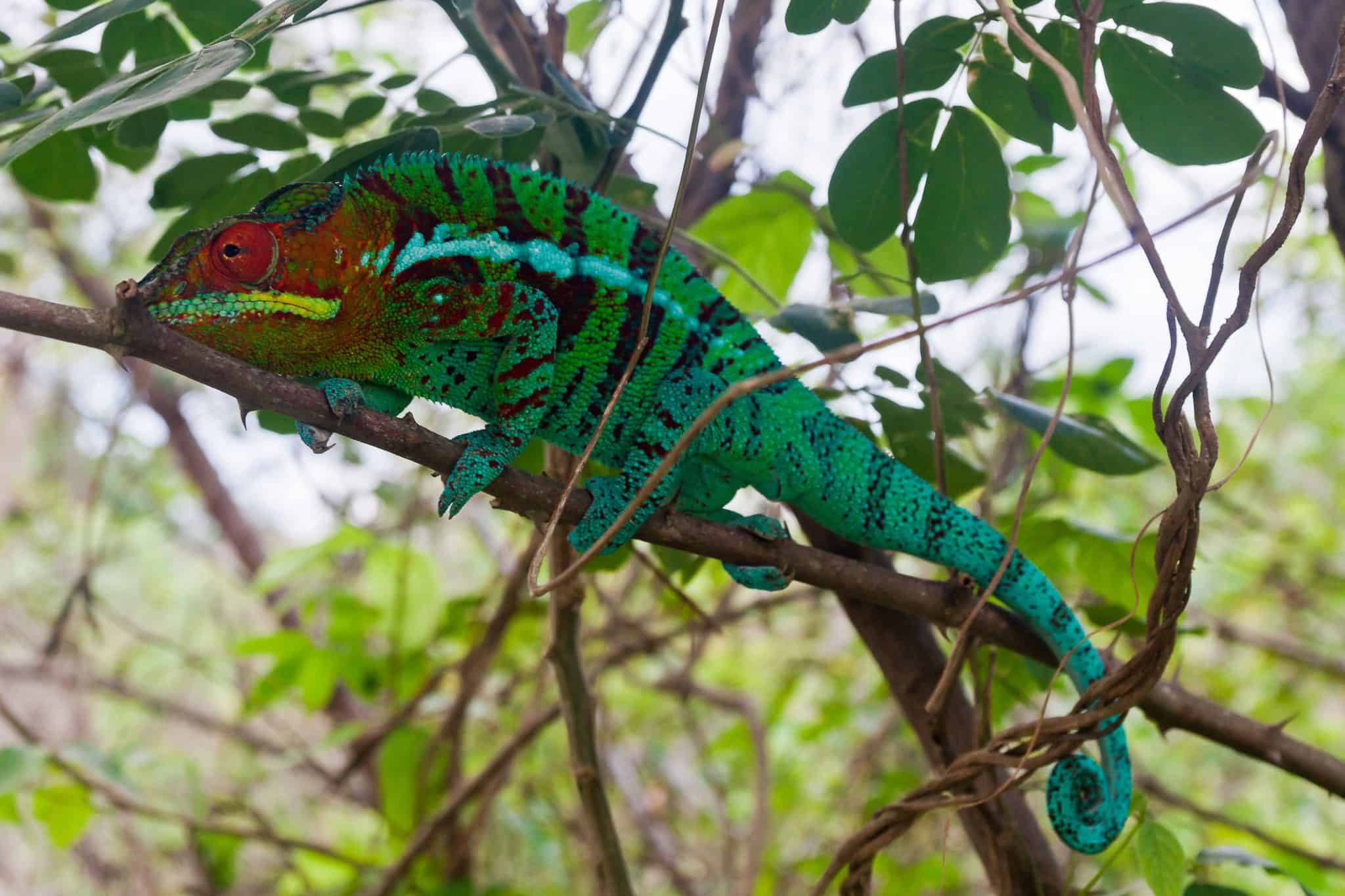 Baby Panther Chameleon: Cost, Diet, Growth Chart & More