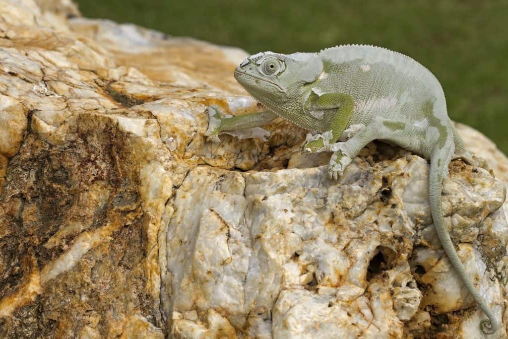 Cameleon sitting on big rock busy casting its skin