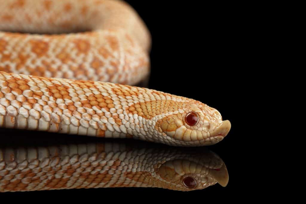 Closeup Pink Albino Western Hognose Snake