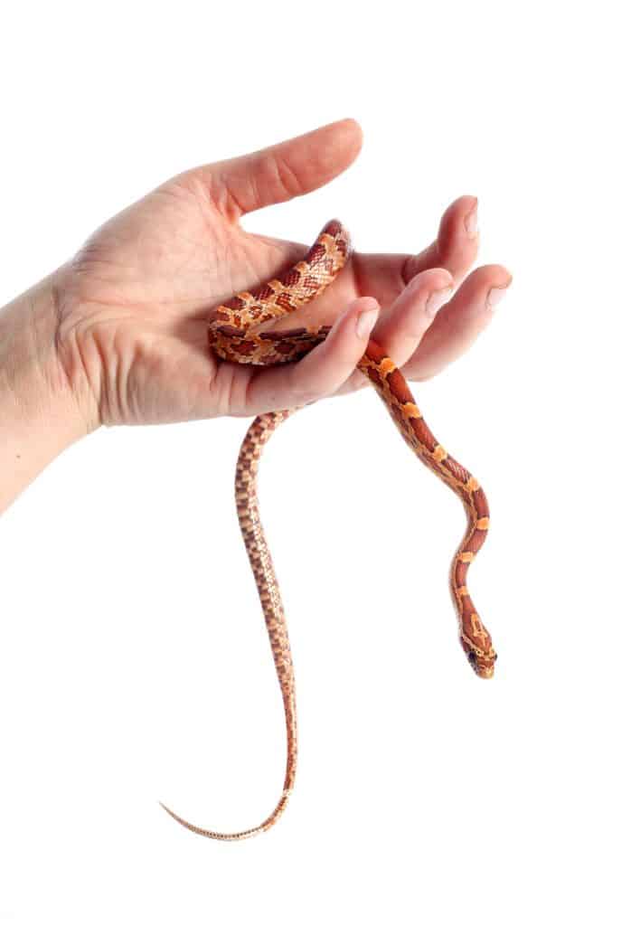 Corn snake in hand