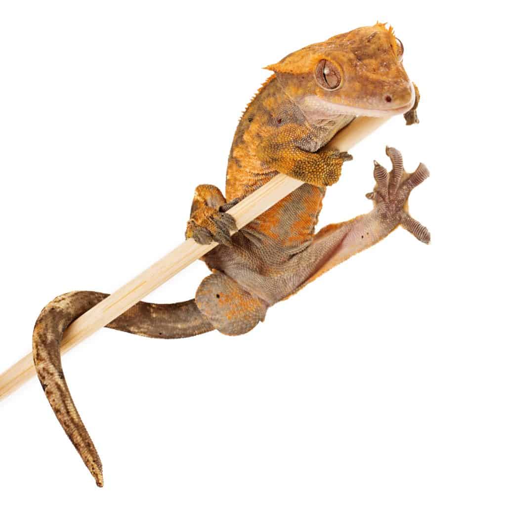 Crested Gecko On A Stick