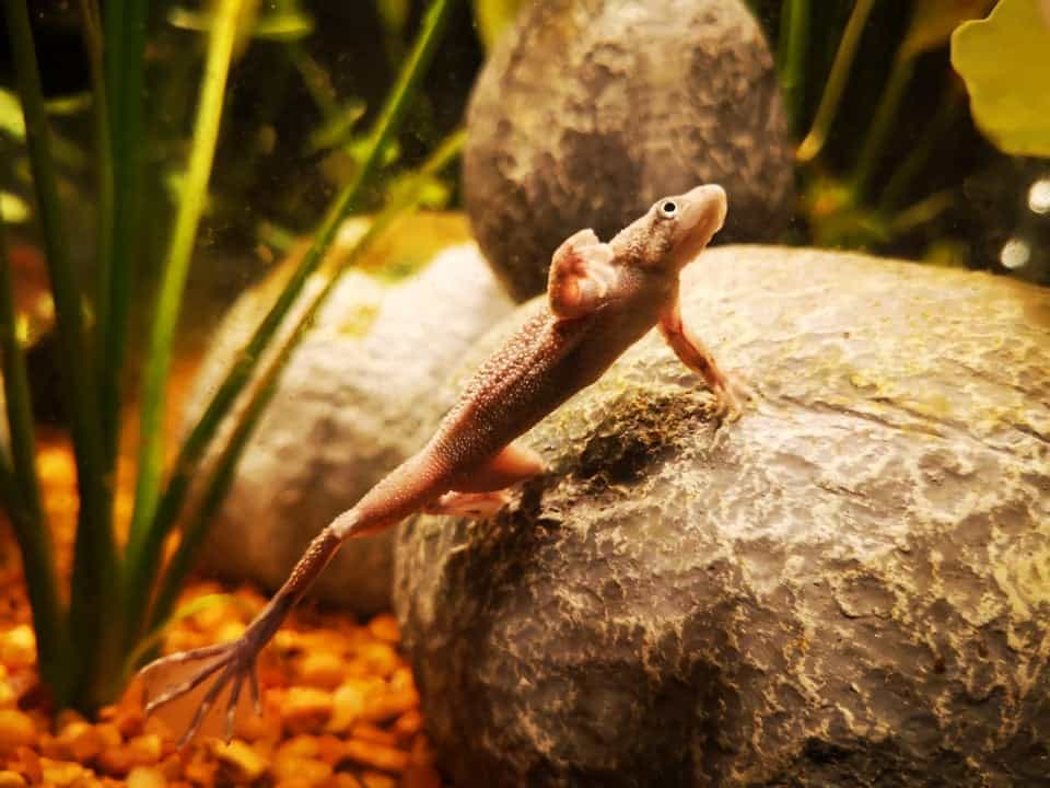 Frog inside Aquarium that lived 10 for years