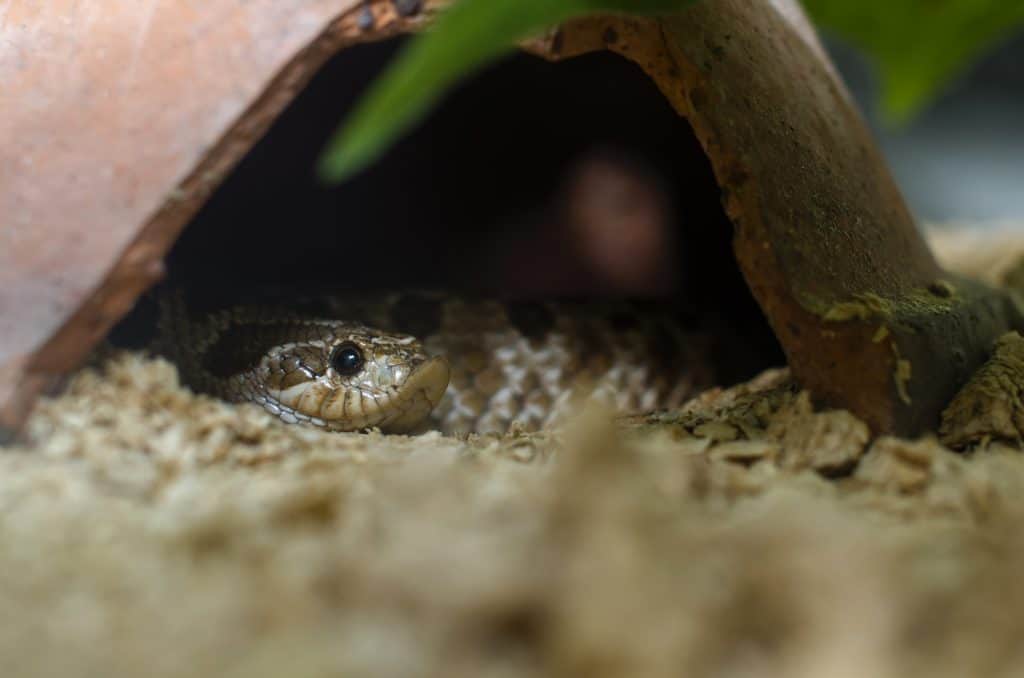 Eastern Hog-nosed Snake Hiding