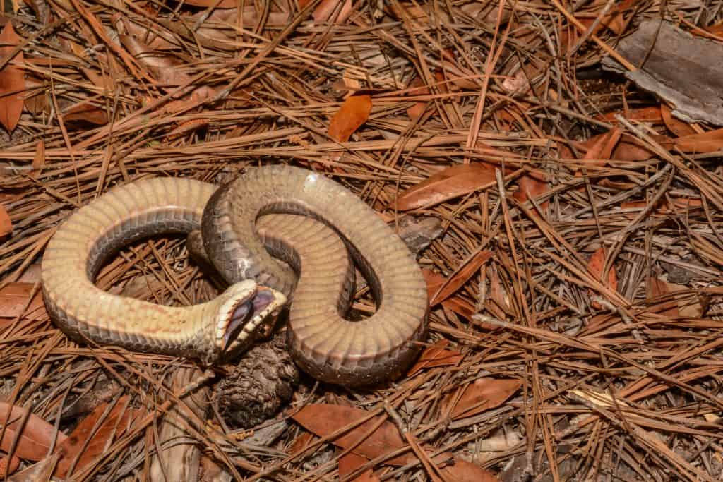 Eastern Hognose Snake Playing Dead