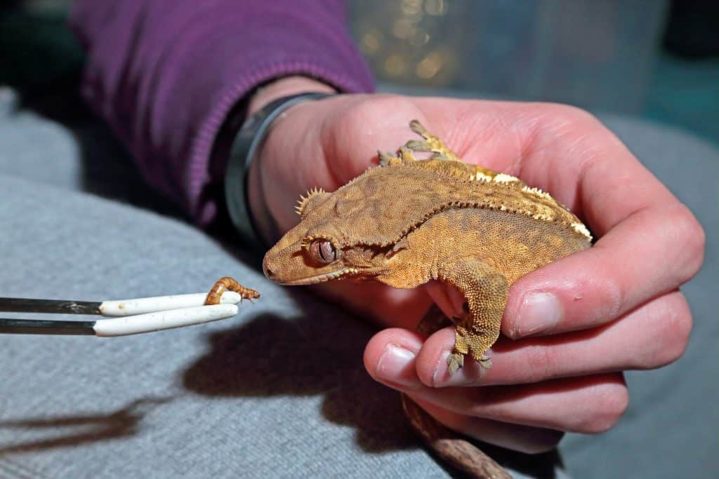 Feeding Crested Gecko