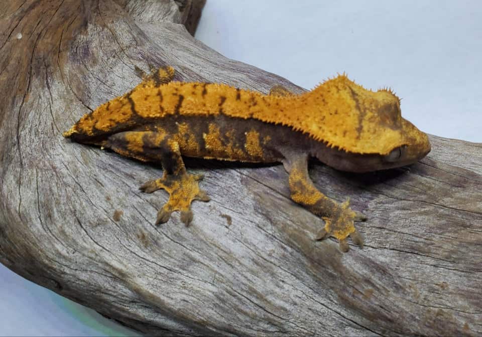 Crested Gecko without its Tail
