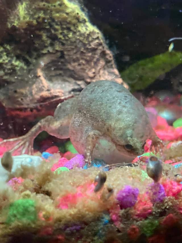 Full grown sale african dwarf frog