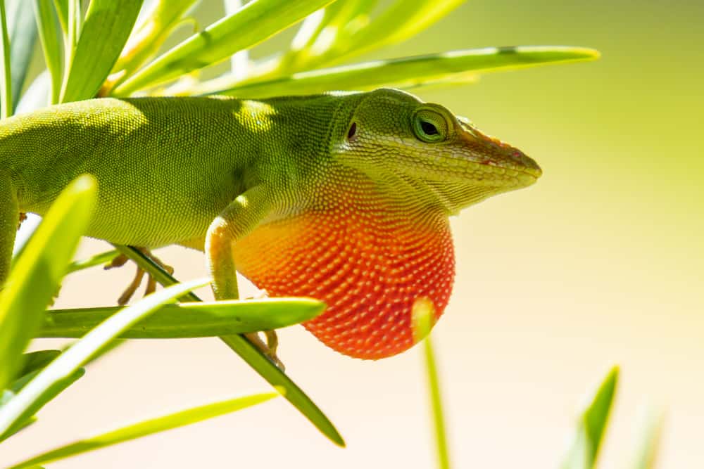 how to care for green anole eggs